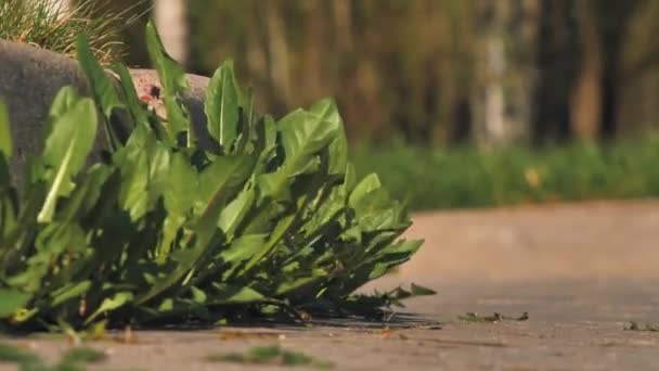 Asfaltta Sarı Karahindibalar Büyüdü Asfaltta Doğal Bitkiler Yetişir — Stok video