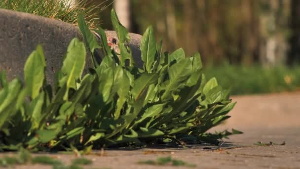 Los Dientes León Amarillos Crecieron Asfalto Plantas Naturales Crecen Pavimento — Vídeos de Stock