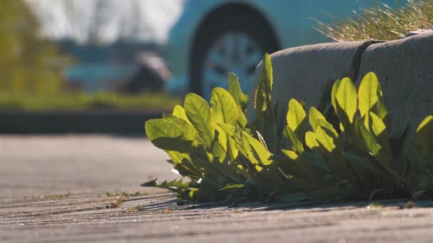黄色的蒲公英长在沥青路面上 天然植物生长在人行道上 — 图库视频影像