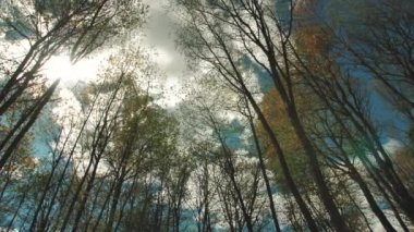 Aşağıdan ağaçlar. Yürürken hafif bir hareket. Ağaç tepelerinin dramatik manzarası. Yumuşak seçici odak.