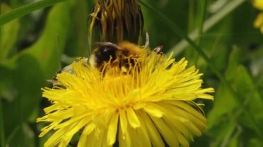 Sarı karahindiba poleni içinde yaban arısı. Sarı bir karahindiba güzel çiçek açar ve bir yaban arısı çiçekten bal toplar.