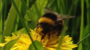 Sarı karahindiba poleni içinde yaban arısı. Sarı bir karahindiba güzel çiçek açar ve bir yaban arısı çiçekten bal toplar.