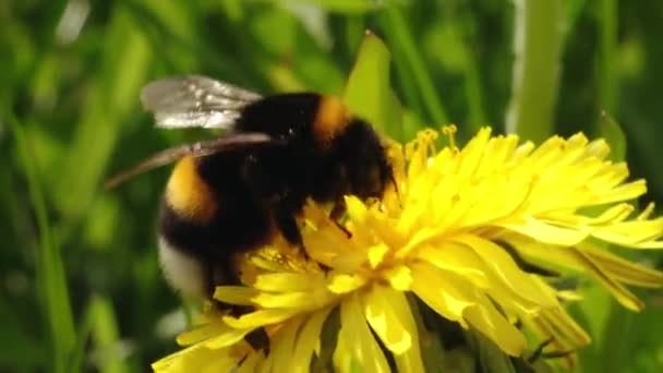 黄色のタンポポの花粉のバンブルビー 黄色いタンポポが美しく咲き バンブルビーが花から蜂蜜を収集します — ストック動画
