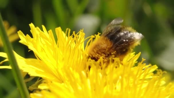 Bumblebee Żółtym Pyłku Mniszka Lekarskiego Żółty Mniszek Pięknie Kwitnie Trzmiel — Wideo stockowe