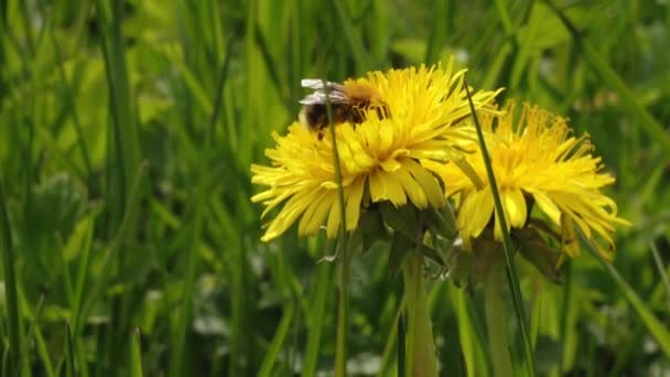Bourdon Dans Pollen Jaune Pissenlit Pissenlit Jaune Fleurit Magnifiquement Bourdon — Video