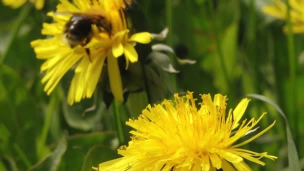 Бамблбі Жовтому Пилку Кульбаби Жовта Кульбаба Красиво Цвіте Джмель Збирає — стокове відео