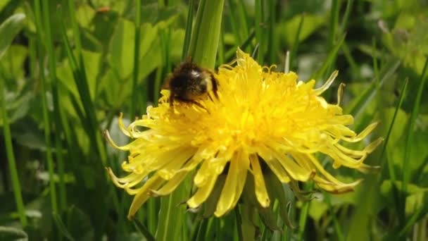 黄蒲公英花粉中的大黄蜂 一朵黄色的蒲公英盛开 一只大黄蜂从花朵中采蜜 — 图库视频影像