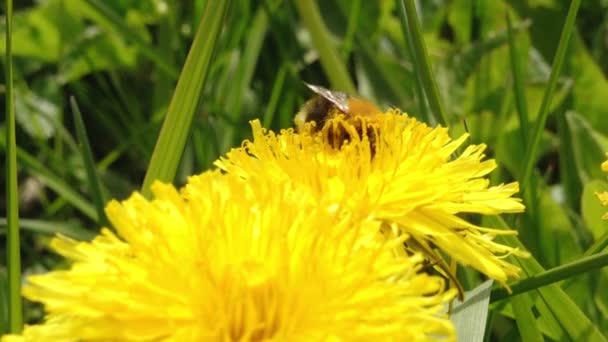 Bumblebee Yellow Dandelion Pollen Yellow Dandelion Blooms Beautifully Bumblebee Collects — Stock Video