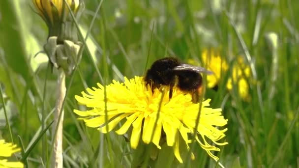 Bumblebee Polline Dente Leone Giallo Dente Leone Giallo Fiorisce Splendidamente — Video Stock