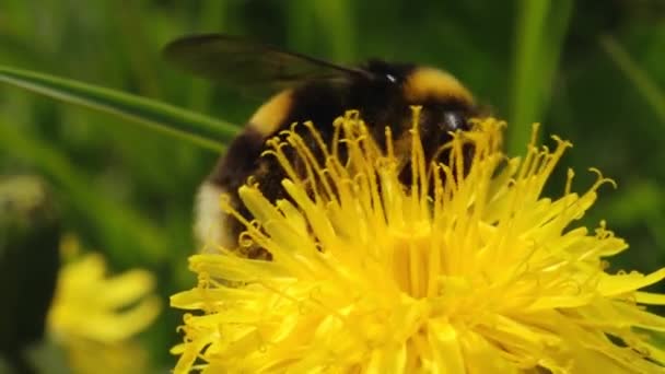 Bumblebee Polline Dente Leone Giallo Dente Leone Giallo Fiorisce Splendidamente — Video Stock