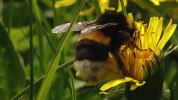 Bumblebee Żółtym Pyłku Mniszka Lekarskiego Żółty Mniszek Pięknie Kwitnie Trzmiel — Wideo stockowe