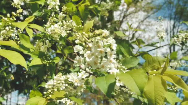 Virágot Tavasszal Virágzó Fák Tavasszal Szél Fújja Virágait — Stock videók