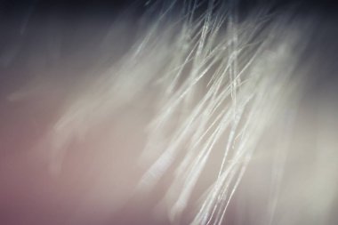 Süper makro karahindiba tüyü. Karahindiba tohumlarının soyut yakın plan çekimleri. Doğal ortamda detaylı karahindiba çiçeği tohumu. Yumuşak seçici odak