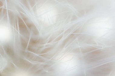 Süper makro karahindiba tüyü. Karahindiba tohumlarının soyut yakın plan çekimleri. Doğal ortamda detaylı karahindiba çiçeği tohumu. Yumuşak seçici odak