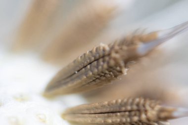 Süper makro karahindiba tüyü. Karahindiba tohumlarının soyut yakın plan çekimleri. Doğal ortamda detaylı karahindiba çiçeği tohumu. Yumuşak seçici odak