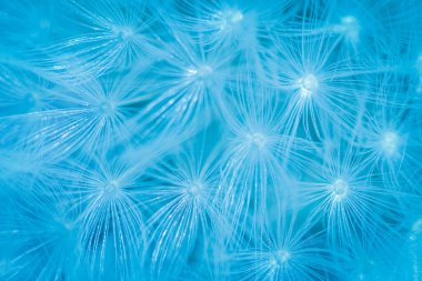 Karahindiba tüyünün mavi ışığı. Mavi karahindiba tohumlarının soyut yakın plan çekimleri. Doğal ortamda karahindiba çiçeği tohumlarının detaylı mavi pappus 'u.