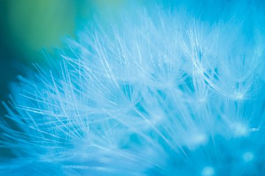 Karahindiba tüyünün mavi ışığı. Mavi karahindiba tohumlarının soyut yakın plan çekimleri. Doğal ortamda karahindiba çiçeği tohumlarının detaylı mavi pappus 'u.