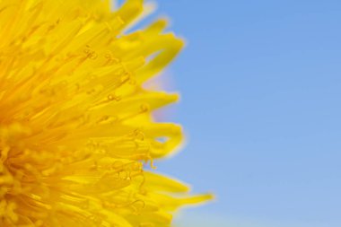 Dandelion yellow flower blue light. Abstract closeup of a dandelion flower. Macro shot of detailed blue dandelion flower seed in natural environment clipart