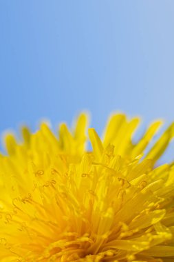 Karahindiba sarı çiçek mavi ışık. Bir karahindiba çiçeğinin soyut yakın çekimi. Doğal ortamda mavi karahindiba çiçeği tohumu içerir.
