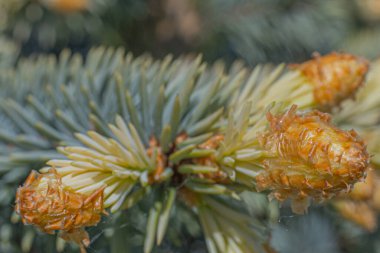 Ladin tomurcukları yakın plan. Tomurcukların çiçek açma zamanı. Güzel, taze filizleri olan ladin dalları.