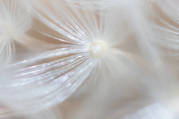 Süper makro karahindiba tüyü. Karahindiba tohumlarının soyut yakın plan çekimleri. Doğal ortamda detaylı karahindiba çiçeği tohumu. Yumuşak seçici odak