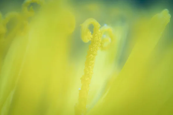 Karahindiba sarısı çiçek sarısı arka plan. Bir karahindiba çiçeğinin soyut yakın çekimi. Doğal ortamda mavi karahindiba çiçeği tohumu içerir.