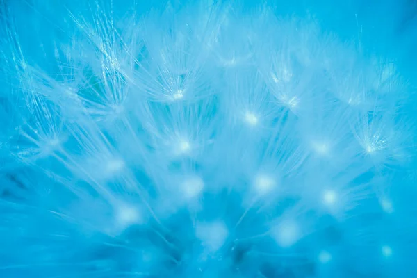 Μπλε Φως Της Πιτυρίδας Αφηρημένο Κοντινό Πλάνο Του Μπλε Σπόρου — Φωτογραφία Αρχείου