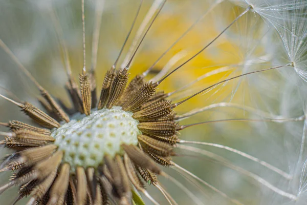 Süper makro karahindiba tüyü. Karahindiba tohumlarının soyut yakın plan çekimleri. Doğal ortamda detaylı karahindiba çiçeği tohumu. Yumuşak seçici odak