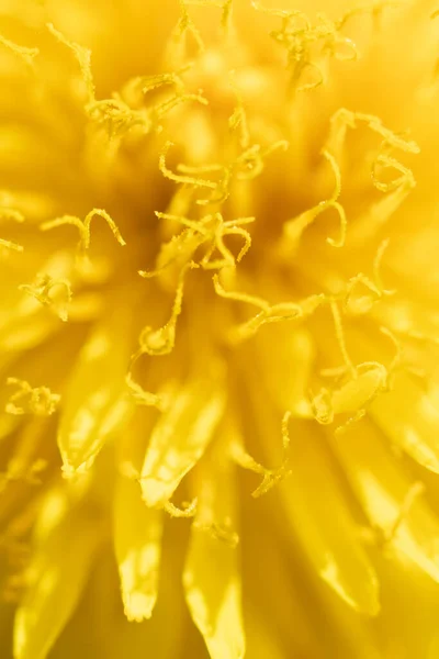 Żółty Kwiat Mniszka Żółtego Tła Abstrakcyjne Zbliżenie Kwiatu Mniszka Lekarskiego — Zdjęcie stockowe
