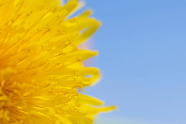 Karahindiba sarı çiçek mavi ışık. Bir karahindiba çiçeğinin soyut yakın çekimi. Doğal ortamda mavi karahindiba çiçeği tohumu içerir.