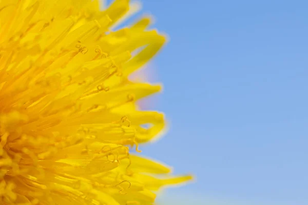 stock image Dandelion yellow flower blue light. Abstract closeup of a dandelion flower. Macro shot of detailed blue dandelion flower seed in natural environment