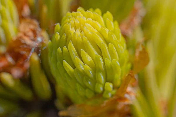 Spruce Buds Close Flowering Time Buds Spruce Branches Beautiful Young — Stock Photo, Image