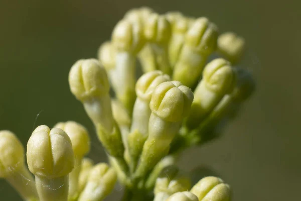 Egy Közeli Kép Orgonabimbókról Bimbók Virágzási Ideje Lila Ágak Gyönyörű — Stock Fotó