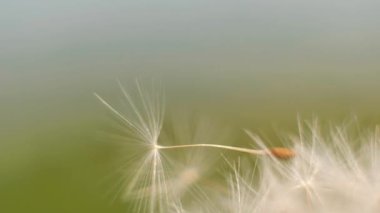 Süper makro karahindiba tüyü. Karahindiba tohumlarının soyut yakın plan çekimleri. Doğal ortamda detaylı karahindiba çiçeği tohumu. Yumuşak seçici odak