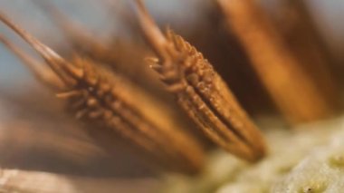 Süper makro karahindiba tüyü. Karahindiba tohumlarının soyut yakın plan çekimleri. Doğal ortamda detaylı karahindiba çiçeği tohumu. Yumuşak seçici odak