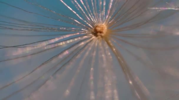 Super Macro Close Dandelion Fluff Abstract Close Dandelion Seeds Background — Stock Video