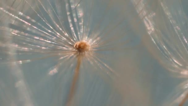 タンポポの綿毛の超マクロクローズアップ タンポポの種子の背景の抽象的なクローズアップ 自然環境での詳細なタンポポの花の種子のマクロショット 柔らかい選択的フォーカス — ストック動画