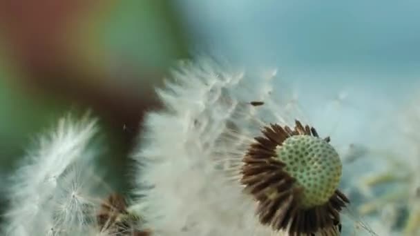 タンポポの黄色の花黄色の背景 タンポポの花の抽象的な閉鎖 自然環境下での詳細な青いタンポポの花の種子のマクロショット — ストック動画
