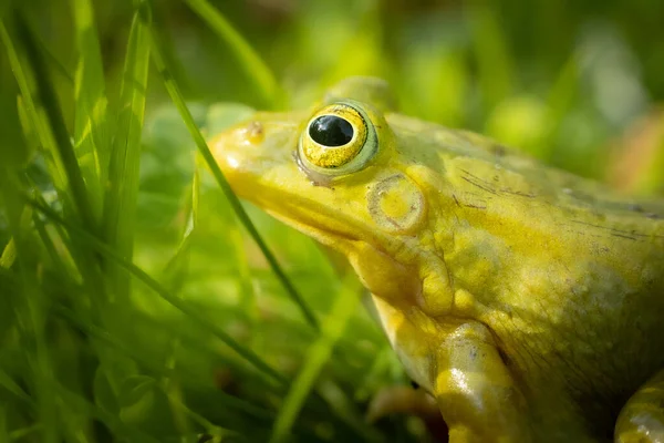 Green frog is sitting on the green grass. Green frog sitting on a grass surrounded by vegetation. A frog in its natural environment. Ecologically clean environment