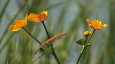 Su otları rüzgarda hareket eder. Gölün kıyısındaki su çiçekleri. Ekolojik olarak temiz bir ortam