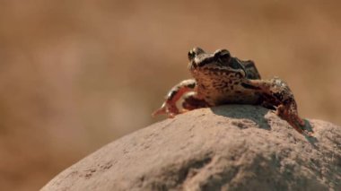 Kahverengi bir çayır kurbağası bir taşın üzerinde oturur. Bitkilerle çevrili bir kayanın üzerinde oturan kahverengi bir kurbağa. Doğal ortamında bir kurbağa. Ekolojik olarak temiz bir ortam