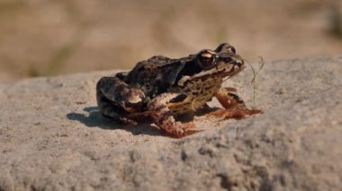 Kahverengi bir çayır kurbağası bir taşın üzerinde oturur. Bitkilerle çevrili bir kayanın üzerinde oturan kahverengi bir kurbağa. Doğal ortamında bir kurbağa. Ekolojik olarak temiz bir ortam