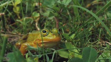 Yeşil kurbağa yeşil çimlerin üzerinde oturuyor. Yeşil kurbağa otların üzerinde oturuyor. Etrafı bitkilerle çevrili. Doğal ortamında bir kurbağa. Ekolojik olarak temiz bir ortam