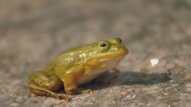 Yeşil bir kurbağa bir kayanın üzerinde oturuyor. Yeşil kurbağa bitki örtüsüyle çevrili bir kayanın üzerinde oturuyor. Doğal ortamında bir kurbağa. Ekolojik olarak temiz bir ortam