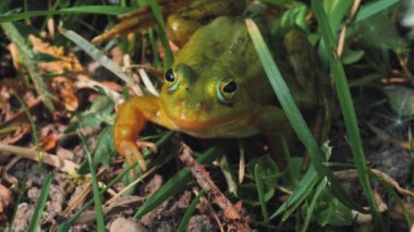 Yeşil kurbağa yeşil çimlerin üzerinde oturuyor. Yeşil kurbağa otların üzerinde oturuyor. Etrafı bitkilerle çevrili. Doğal ortamında bir kurbağa. Ekolojik olarak temiz bir ortam