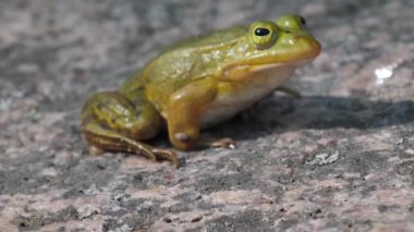 Yeşil bir kurbağa bir kayanın üzerinde oturuyor. Yeşil kurbağa bitki örtüsüyle çevrili bir kayanın üzerinde oturuyor. Doğal ortamında bir kurbağa. Ekolojik olarak temiz bir ortam