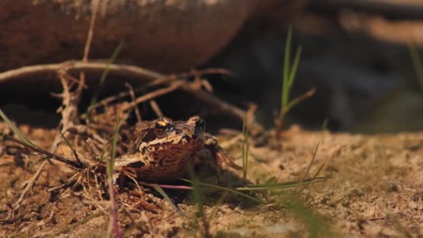 Brown Meadow Frog Sits Stone Brown Frog Sitting Rock Surrounded — Stock Video