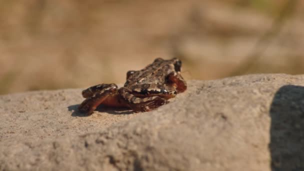 茶色の牧草地のカエルが石の上に座っている 植生に囲まれた岩の上に座っている茶色のカエル 自然環境の中でカエル 生態学的にきれいな環境 — ストック動画