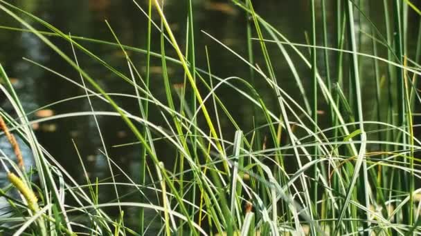 Wassergras Bewegt Sich Wind Wasserblumen Ufer Des Teiches Ökologisch Saubere — Stockvideo