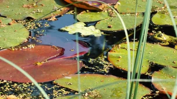 Water Grass Moves Wind Water Flowers Shore Pond Ecologically Clean — Stock Video